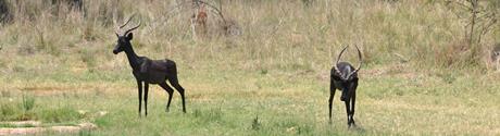 Guest house lodge accommodation De Wildt Brits Hartbeespoort dam
